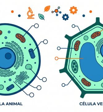 Ilustracion vectorial en diseno plano de celula animal y celula vegetal una al lado de la otra con lineas indicadoras y burbujas vacias para dibujar y etiquetar sus partes en clase de biologia